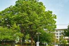 夏の装い