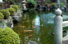 池の鯉