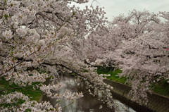 今年最後の五条川の桜(2)