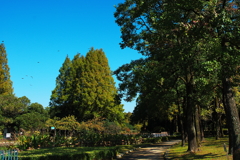 名古屋市庄内緑地公園(2)