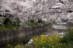 菜の花とさくら