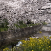 菜の花とさくら