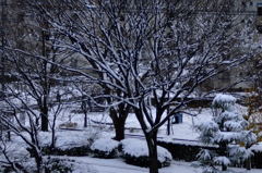 何年振りかの積雪