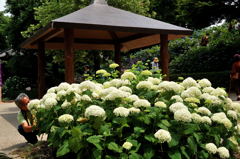 紫陽花はやっぱり白系