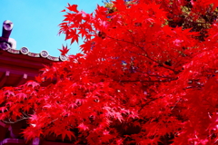 寂光院の紅葉(2)