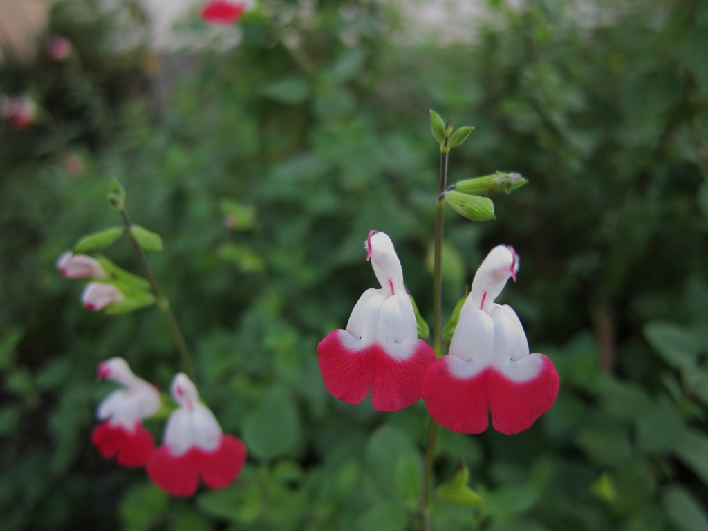 チェリーセージ