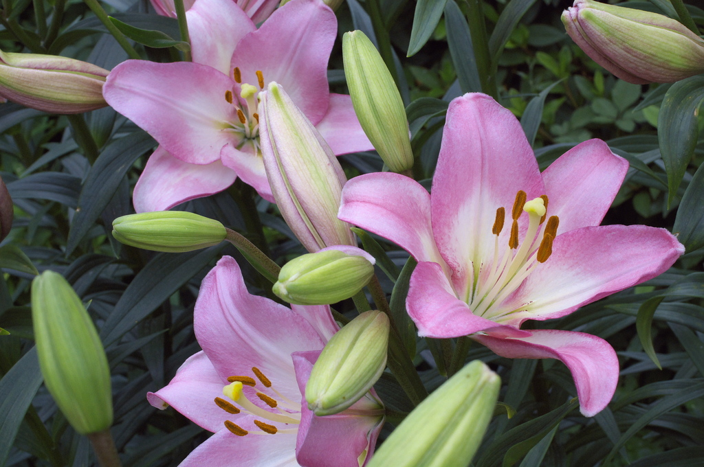 ゆり・サムール