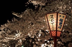 岩倉五条川の夜桜・IMGP1920 