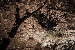 岩倉五条川の夜桜・IMGP1916 