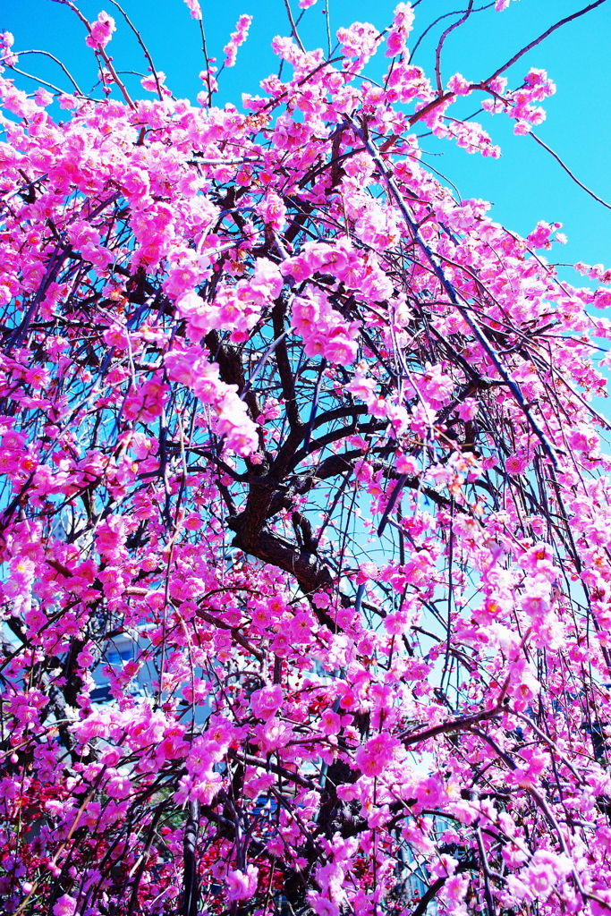 Spring has come