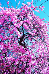 Spring has come