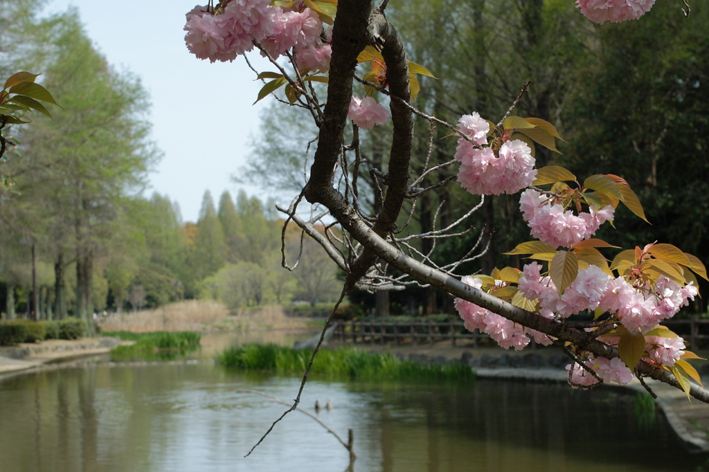 ガマ池とサト桜