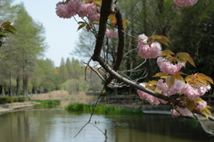 ガマ池とサト桜