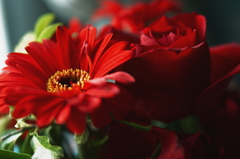 紅い花