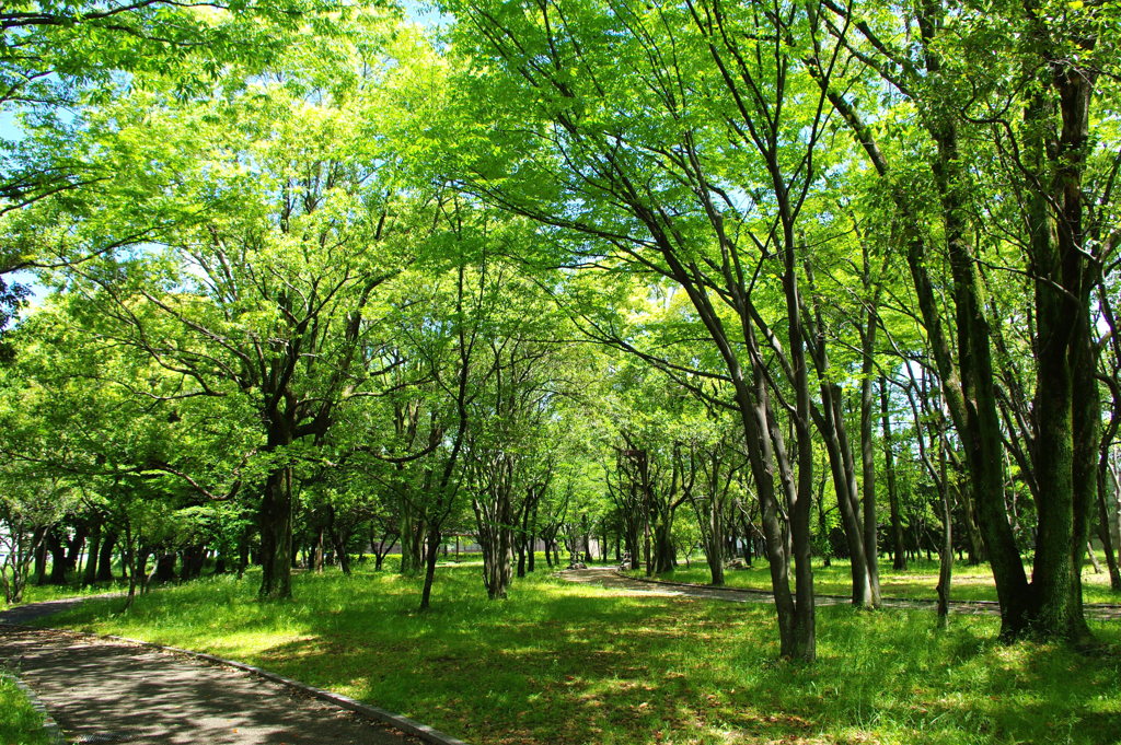 静かな５月の森