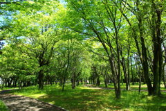 静かな５月の森