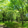 静かな５月の森