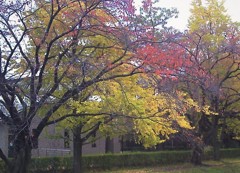 黄葉真っ盛り(4)