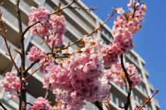 河津桜