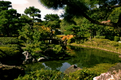 白鳥庭園a