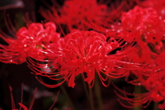 彼岸花