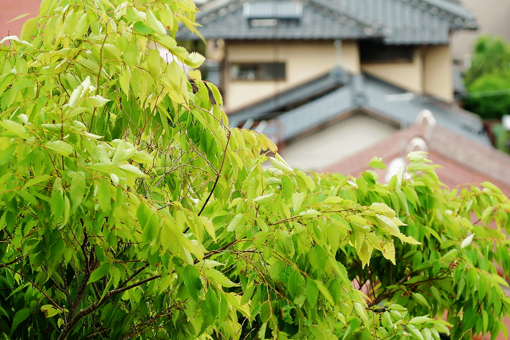 若葉と屋根