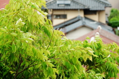 若葉と屋根