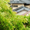 若葉と屋根