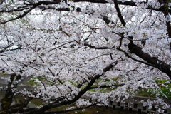 五条川の桜(3)