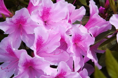 暑さを感じるつつじの花