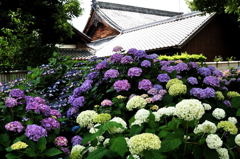 紫陽花の咲く風景