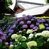 紫陽花の咲く風景