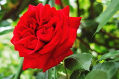 薔薇はやっぱり赤