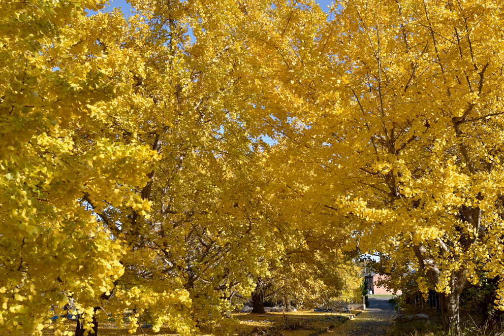 祖父江黄葉まつり(2)