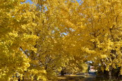 祖父江黄葉まつり(2)