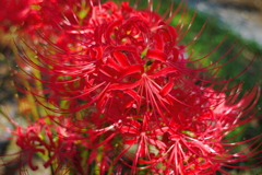 花並びの悪い彼岸花