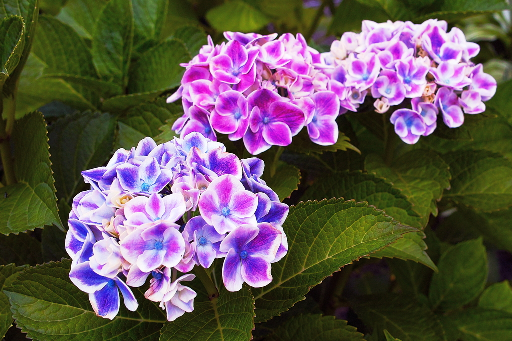 色彩が綺麗な普通の紫陽花