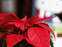 ポインセチア