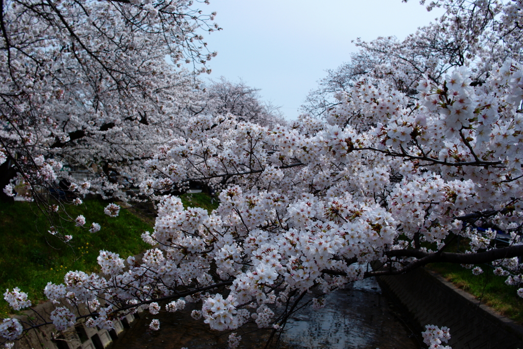 五条川の桜(2)