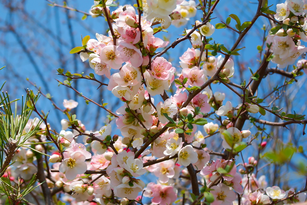 珍しい花 その１ By Kyu Id 写真共有サイト Photohito