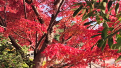 真っ赤な紅葉