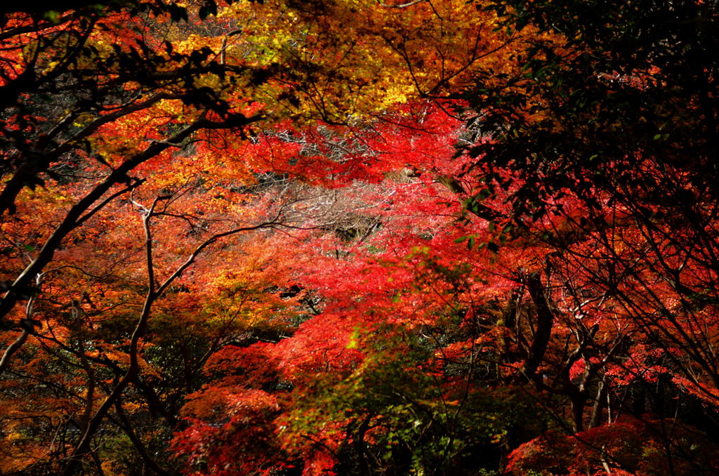 寂光院の紅葉(3)