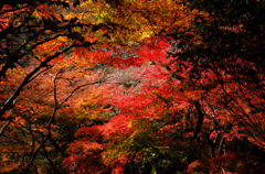 寂光院の紅葉(3)