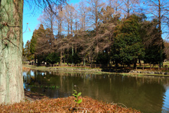 今の季節の庄内緑地公園風景