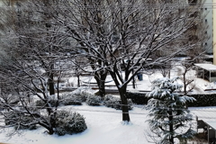 久振りの雪景色