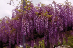 藤の花