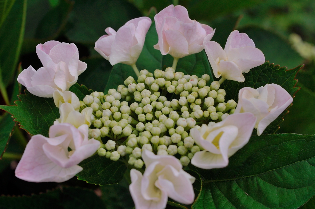 ガク紫陽花