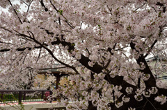 今年最後の五条川の桜(1)