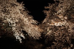 岩倉五条川の夜桜・IMGP1909 