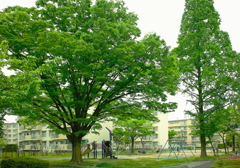 新緑の５月